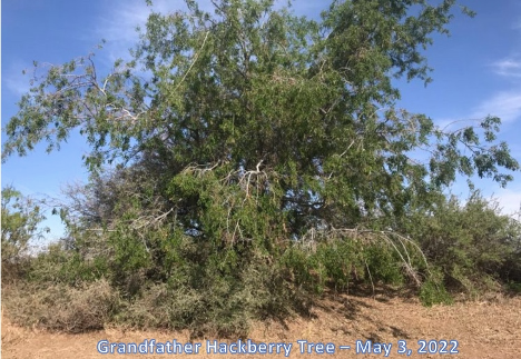 Grandfather Hackberry Tree May 3 2022