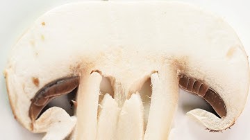 60 days on mushroom power lowered PSA
